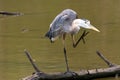 Great Blue Heron Preening in a Pond Royalty Free Stock Photo