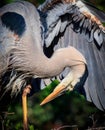 Great blue heron preening pre mating colors Royalty Free Stock Photo