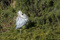 Great blue heron preens itself Royalty Free Stock Photo