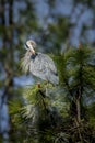 Great blue Heron preens itself. Royalty Free Stock Photo