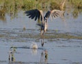 Great Blue Heron preforming Ballet