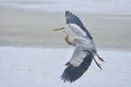 Great blue heron prepares to land on the beach, wings spread wide Royalty Free Stock Photo