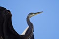 Great Blue Heron Profile Royalty Free Stock Photo