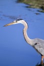 Great Blue Heron Profile Royalty Free Stock Photo