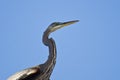 Great Blue Heron Profile Royalty Free Stock Photo