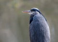 A Great Blue Heron in profile with excellent back feather detail Royalty Free Stock Photo