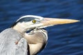 Great Blue Heron Profile Royalty Free Stock Photo