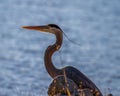 Great Blue Heron Profile at Mermet Lake in IL Royalty Free Stock Photo