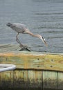 Great Blue Heron Reaching Toward the River Waters