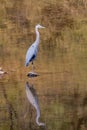 Great Blue Heron Reflection in lake Royalty Free Stock Photo