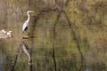 Great Blue Heron Reflection in an Arizona Lake Royalty Free Stock Photo