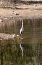 Great Blue Heron Reflection in an Arizona Mountain Lake Royalty Free Stock Photo
