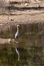 Great Blue Heron Reflection in a Mountain Lake Royalty Free Stock Photo