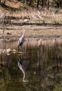 Great Blue Heron Reflection in a Mountain Lake Royalty Free Stock Photo