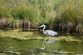 Great Blue Heron reflected in a still pond Royalty Free Stock Photo