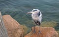 Great Blue Heron reflecting while perched on rock in the early morning in Morro Bay on the central coast of California USA Royalty Free Stock Photo