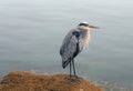 Great Blue Heron reflecting while perched on rock in the early morning in Morro Bay on the central coast of California United Royalty Free Stock Photo