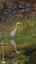 Great Blue Heron Reflection Royalty Free Stock Photo