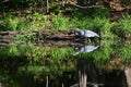 Great Blue Heron reflection on calm water Royalty Free Stock Photo