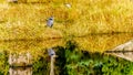 A Great Blue Heron reflection in the calm water of the Silverdale Creek Wetlands, a freshwater Marsh near Mission, BC, Canada Royalty Free Stock Photo