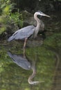 Great Blue Heron and reflection Royalty Free Stock Photo