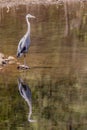 Great Blue Heron Reflection Royalty Free Stock Photo