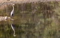 Great Blue Heron Reflection in Lake Royalty Free Stock Photo