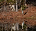 Great Blue Heron reflection in a pond Royalty Free Stock Photo