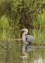 great blue heron reflection Royalty Free Stock Photo