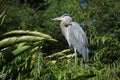 Great Blue Heron at Rest