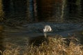 Great Blue Heron Retrieving a Bluegill Fish from the Lake