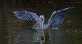 Great blue heron in river catching fish Royalty Free Stock Photo