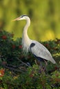 Great Blue Heron at rookery