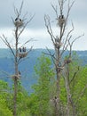 Great Blue Herons standing on nests in rookery. Royalty Free Stock Photo