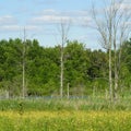 Great Blue Heron rookery natural habitat Royalty Free Stock Photo