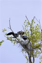 Great Blue Heron Rookery 819465