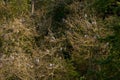 Great Blue Heron Rookery Nests Royalty Free Stock Photo