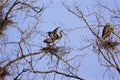 Great Blue Heron Rookery   819033 Royalty Free Stock Photo