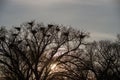 Great Blue Heron Rookery Silhouette Royalty Free Stock Photo