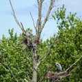 Great Blue Heron nest rookery in deadwood trees Royalty Free Stock Photo