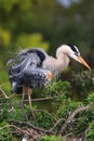 Great Blue Heron ruffling its feathers. It is the largest North Royalty Free Stock Photo
