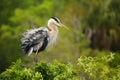 Great Blue Heron ruffling its feathers. It is the largest North