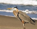 Great Blue Heron on the sand at the beach in Florida waiting for food Royalty Free Stock Photo