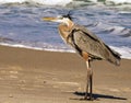 Great Blue Heron on the sand at the beach in Florida waiting for food Royalty Free Stock Photo