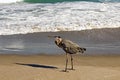 Great Blue Heron on the sand with its shadow at the beach in Florida waiting for food Royalty Free Stock Photo