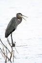 Great Blue Heron - Sanibel Island Royalty Free Stock Photo