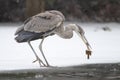 Great Blue Heron Scavenging a Fish in Winter Royalty Free Stock Photo