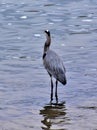 Great Blue Heron on Stones River, Nashville Tennessee 5 Royalty Free Stock Photo