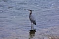 Great Blue Heron on Stones River, Nashville Tennessee 6 Royalty Free Stock Photo