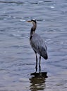 Great Blue Heron on Stones River, Nashville Tennessee 3 Royalty Free Stock Photo